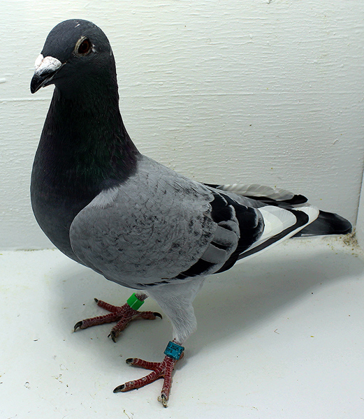 Band: AU 20149 AA 2025